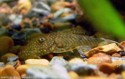 Pleco chaetostoma gold — 4